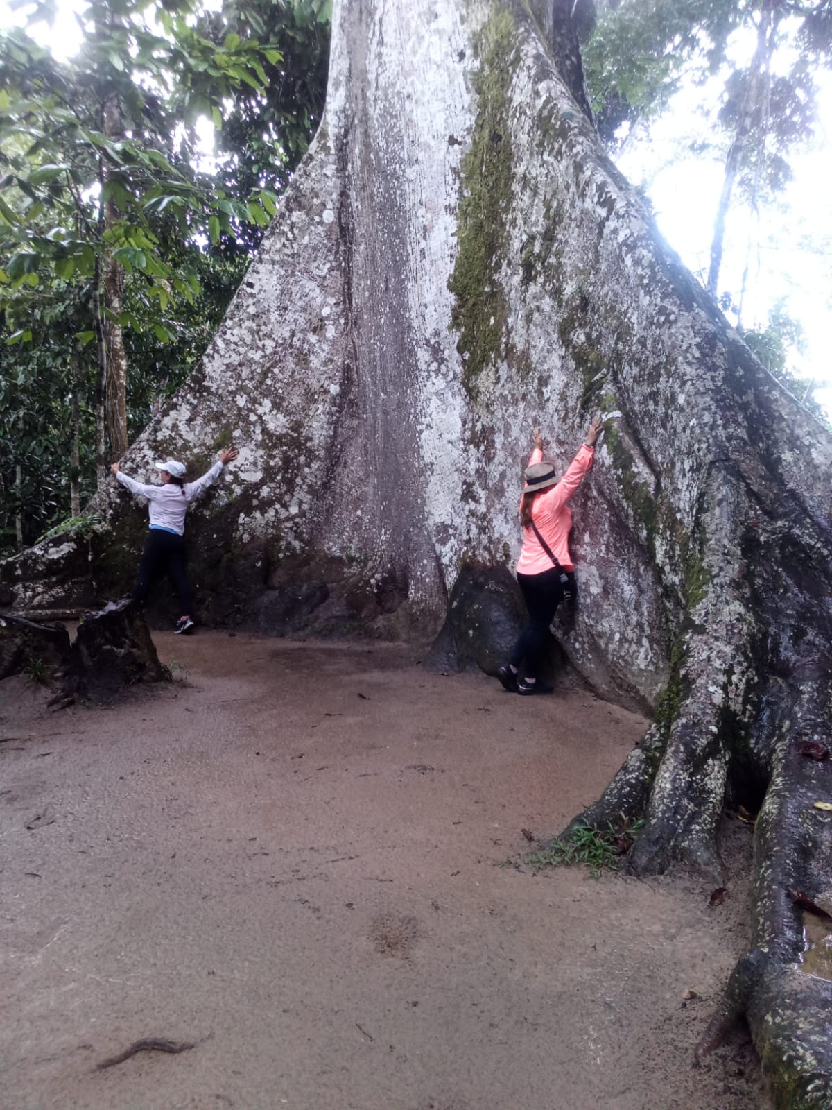Árbol Lupuna